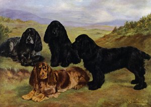 Cocker Spaniels